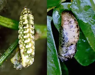 Larva and Pupa