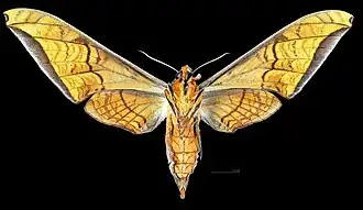 Female ventral