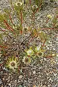 habitus at Auckland Botanic Gardens, New Zealand