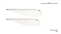 Male wings