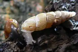 Normal (left) and albinistic (right) forms of the land snail Pseudofusulus varians. Note that in the albino both the body and the shell are lacking the normal pigmentation.