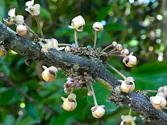 Inflorescence