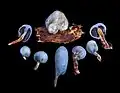 A selection of fruiting bodies