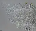 Psilocybe zapotecorum lamellar trama 1000x