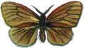 Illustrated adult
