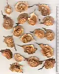 Padauk seeds