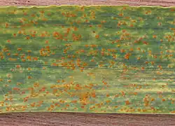 Puccinia recondita f.sp. tritici on Triticum aestivum