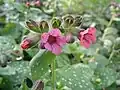 Flowers of Pulmonaria officinalis