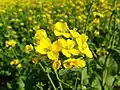 Punjabi Mustard Flowers