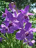 Vandaceous orchid