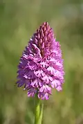 Pyramidal orchid