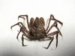 American spider crab (Pyromaia tuberculata) found under rocks and near dock pilings[47]