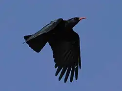 Nominate subspecies P.&nbsp;p. pyrrhocorax in flight in Cornwall, UK