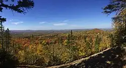 Autumn forest view.