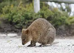 Brown quokka