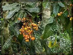 Fruit
