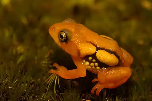 Lateral view