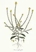Botanical drawing