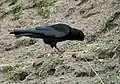 Immature P.&nbsp;p. himalayanus at 3,800 metres (12,500 feet) at Tilla Lotani, India