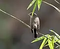 At Sindhrot in the Vadodara district of Gujarat, India