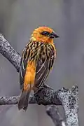 Male on La Réunion