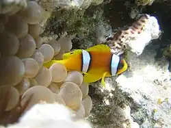 Red Sea reef
