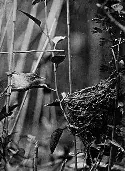 plate from a book with a monochrome photograph of small bird alongside its cup nest, among reeds