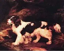 A painting of a dark brown and white dog with a heavy coat. It has heavy feathering on the tail and legs, and its tongue is out.