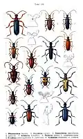 Cerambycidae. Plate from Die Käfer
