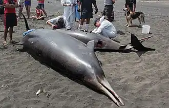 Autopsy of a stranded Gray's beaked whale (M.&nbsp;grayi)