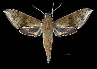 R. c. castor dorsal view