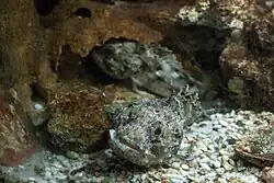 Scorpaena porcus