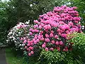 Rhododendrons, Colonsay House Drive