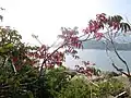 A very common wild tree in Hong Kong