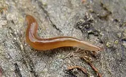 Rhynchodemus sylvaticus in the Iberian Peninsula.
