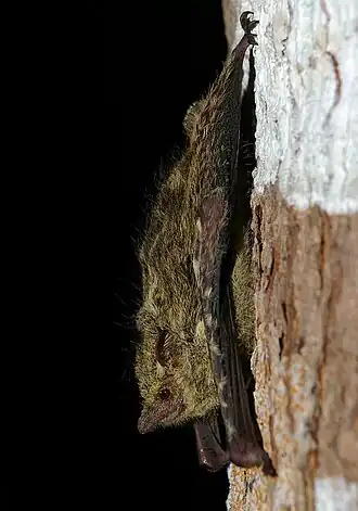Rhynchonycteris naso2.jpg