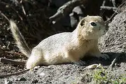 Brown squirrel