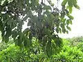 Ripe jamun fruits