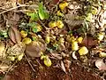 Ripened cashew fruits and nuts that have fallen from the trees