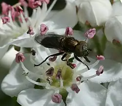 Riponnensia