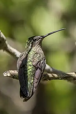 female