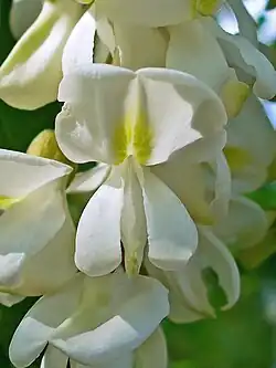 Closeup of flowers