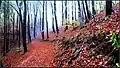 Trail near Kupjak