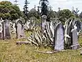 Graves overgrown with Agave americana, Araucaria spp. in background