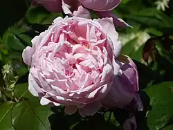 'Brother Cadfael'[16][18]