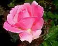 Rosa 'Queen Elizabeth', Lammerts 1954. Inducted into the Rose Hall of Fame as The World's Favorite Rose in 1978.