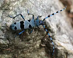Rosalia longicorn