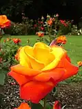 Rose in International Rose Week 2006