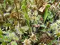 Round-leaved sundew and baby purple pitcher plants