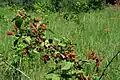 Fruits
